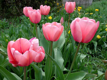 Tulipán rosa №30379