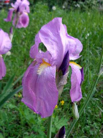 Fleur d`Iris №30820