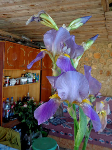 Flower of Iris against the background of country furniture №30812
