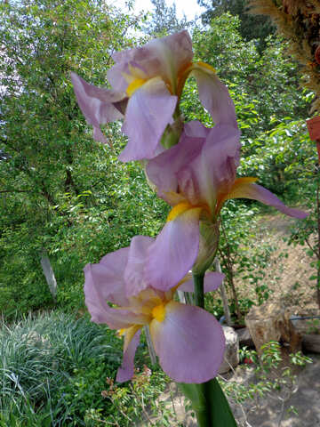 Flor de Iris na casa de campo №30816