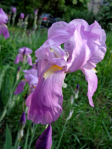 Jardin d`iris de fleur №30818