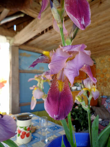 Flor de Iris en el interior rural №30814