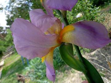 Grande fiore di Iris №30815