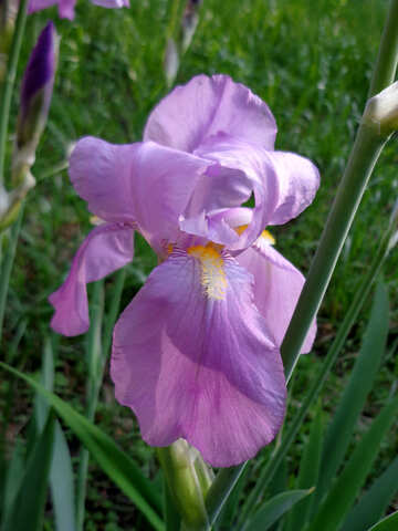 Giardino di Iris №30819