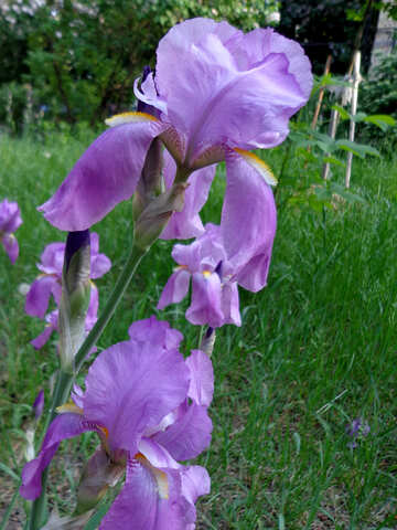 Purple Iris  №30822