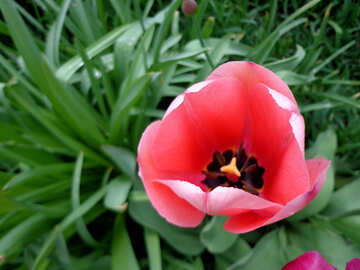 Tulipán №30378