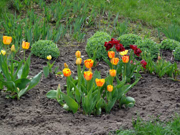 En la tierra de los tulipanes №30367