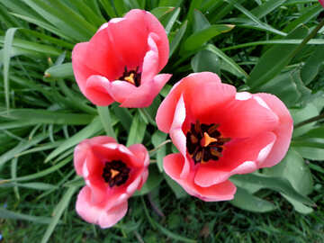 Tulips №30377