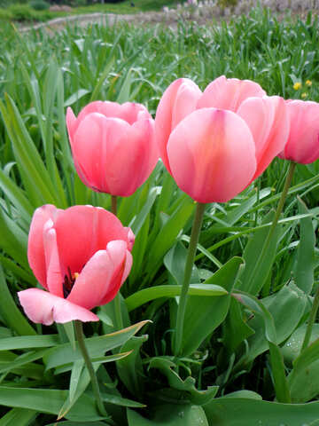 Tulips grow №30385
