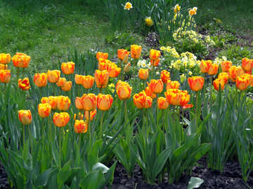 Tulipani di colore giallo-rosso №30365