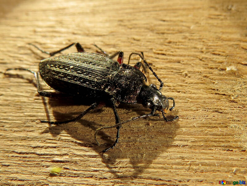 Escarabajo №30764