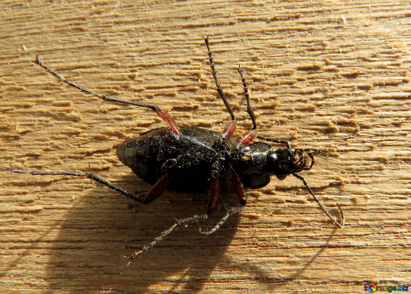 Um besouro em sua parte traseira №30771