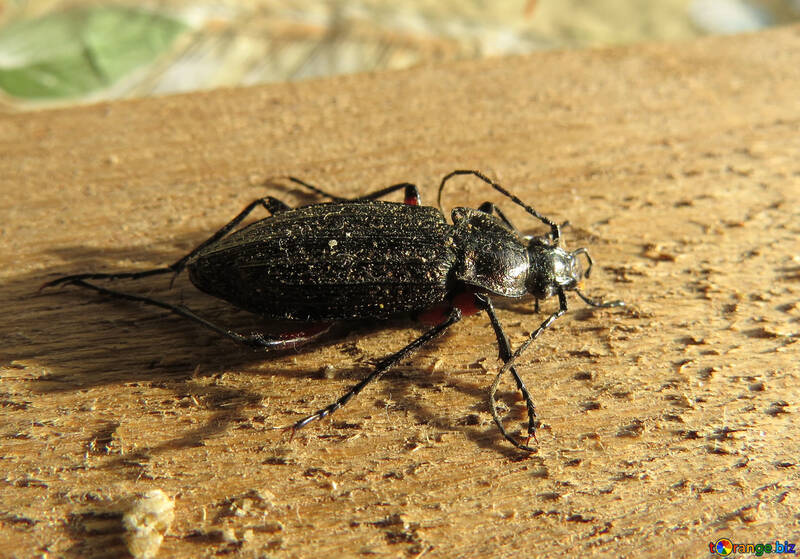Cerambycidae №30765