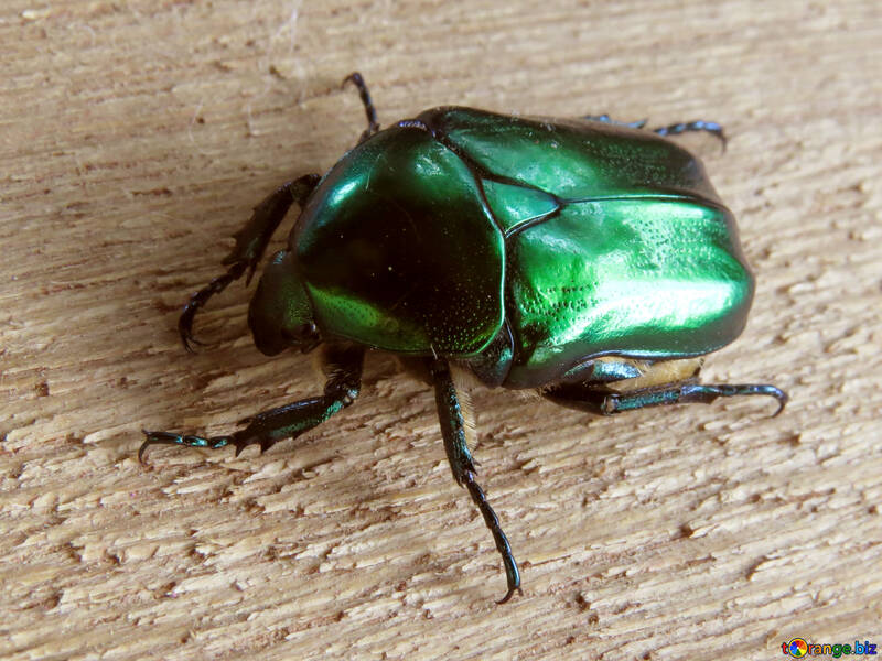 Green beetle №30791
