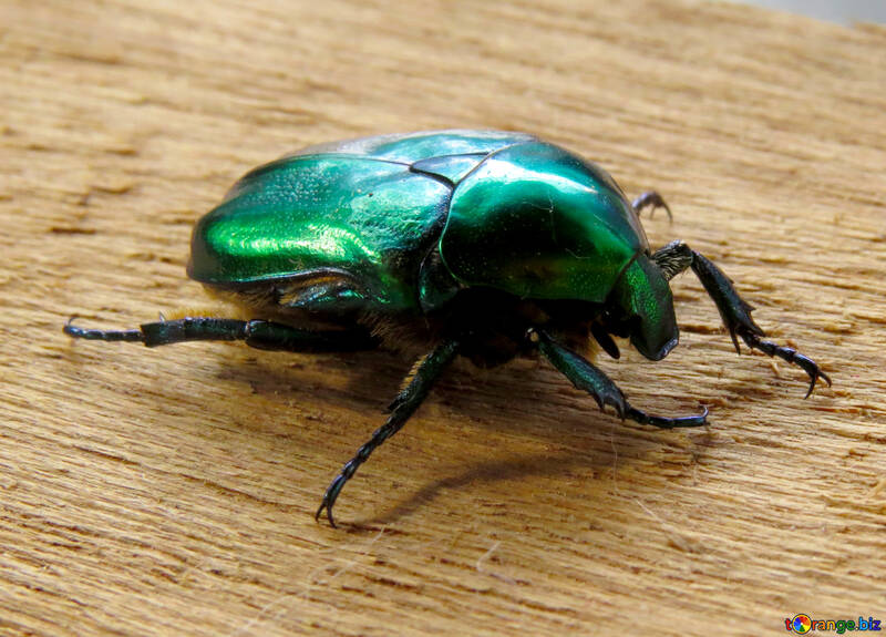 Green beetle №30796