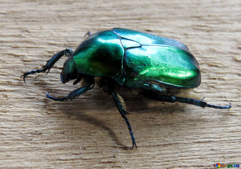 Käfer grün №30797