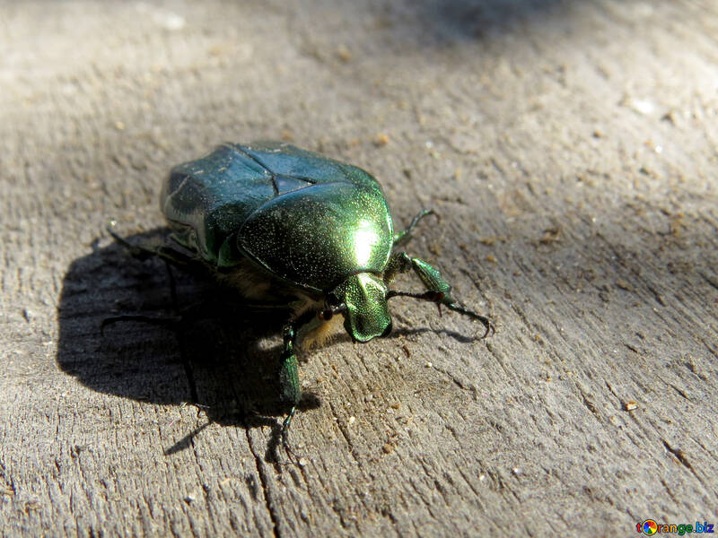Escarabajo cetonia aurata №30777
