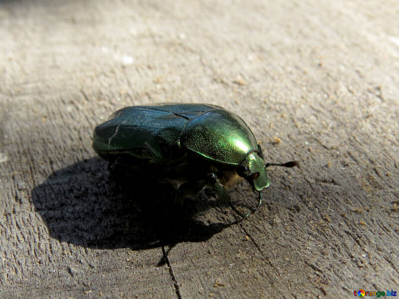 Escarabajo Verde cetonia aurata №30778