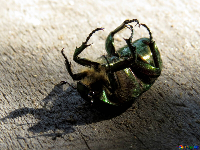 Un escarabajo en su espalda №30780