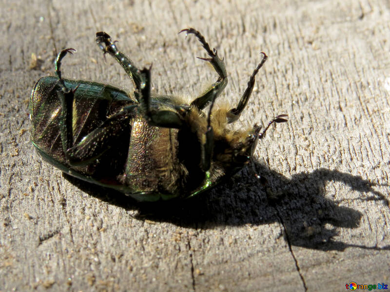 Lo scarabeo è sdraiato sulla schiena №30781