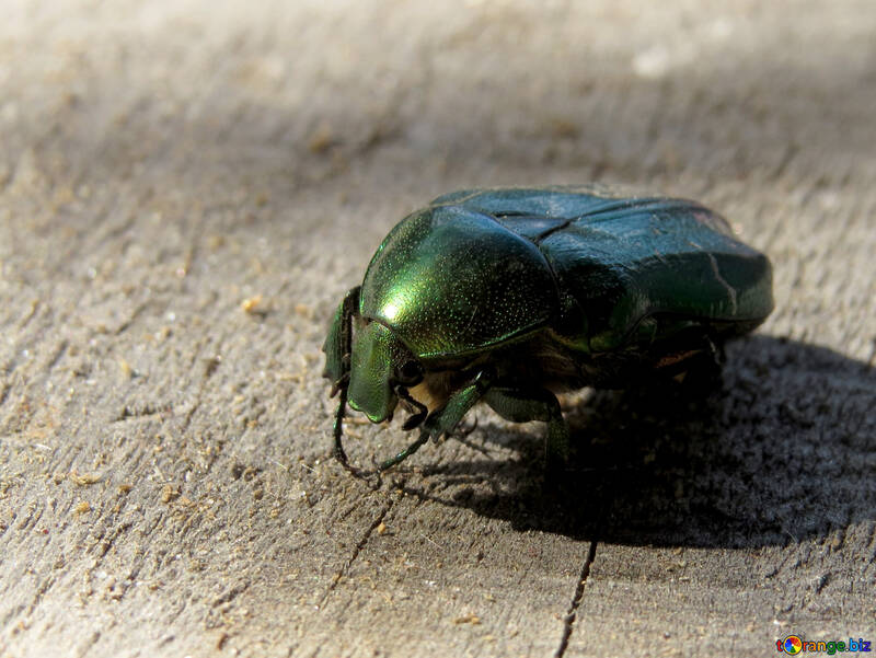 Escarabajo Verde oxythyrea funesta №30779
