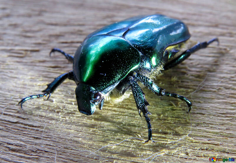 Beetle green oxythyrea funesta №30783