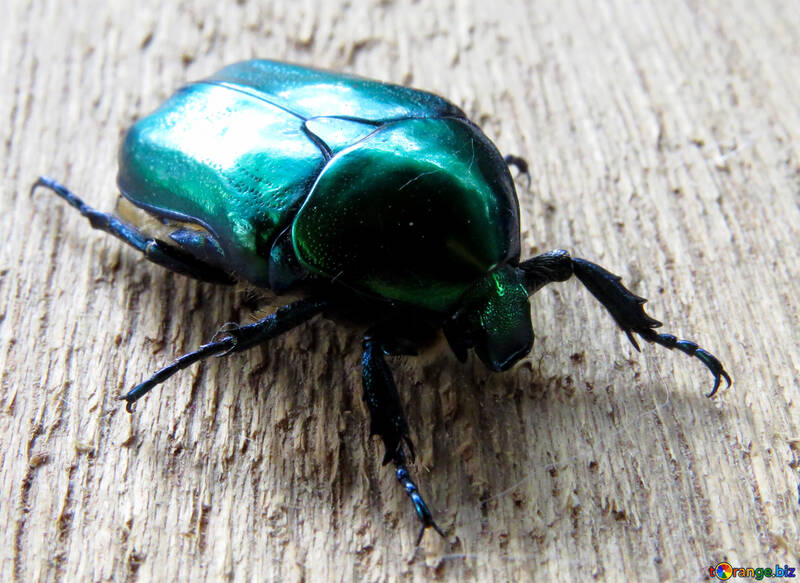 Beetle green oxythyrea funesta №30788