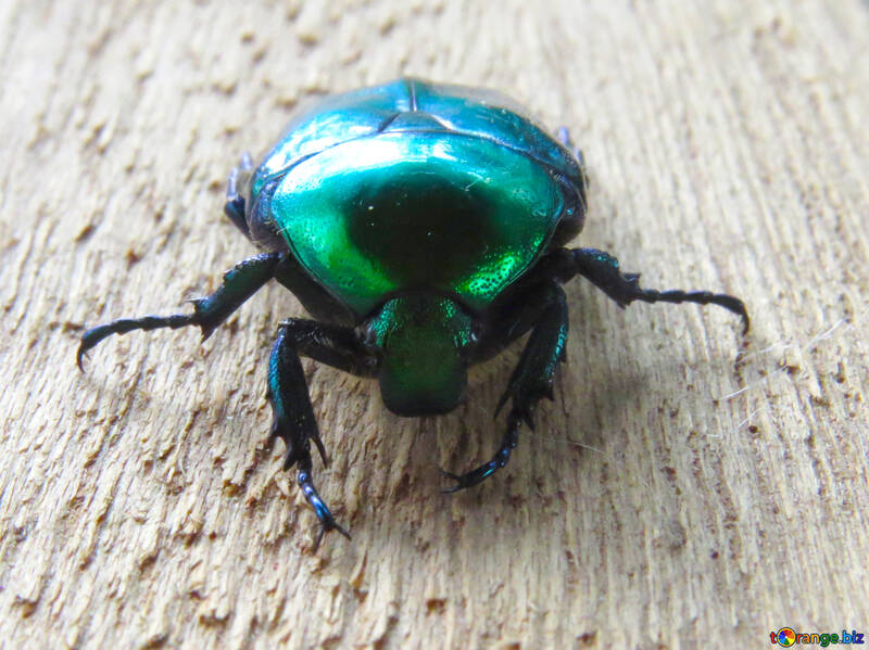 Beetle green oxythyrea funesta №30790