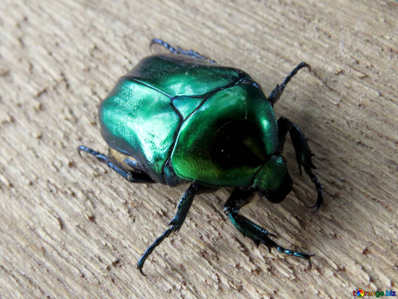 Käfer grün Oxythyrea-Trauereule №30792
