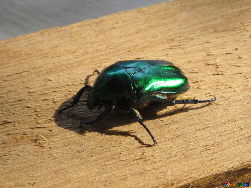 Beetle green oxythyrea funesta №30799