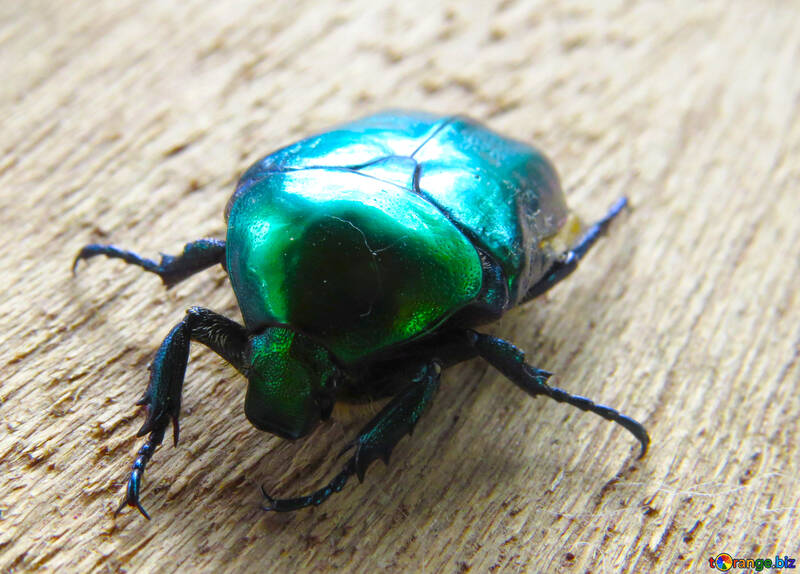 Escarabajo brillante №30794