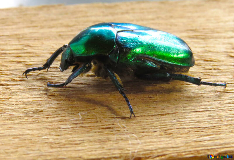 Glänzend grüne Käfer №30795