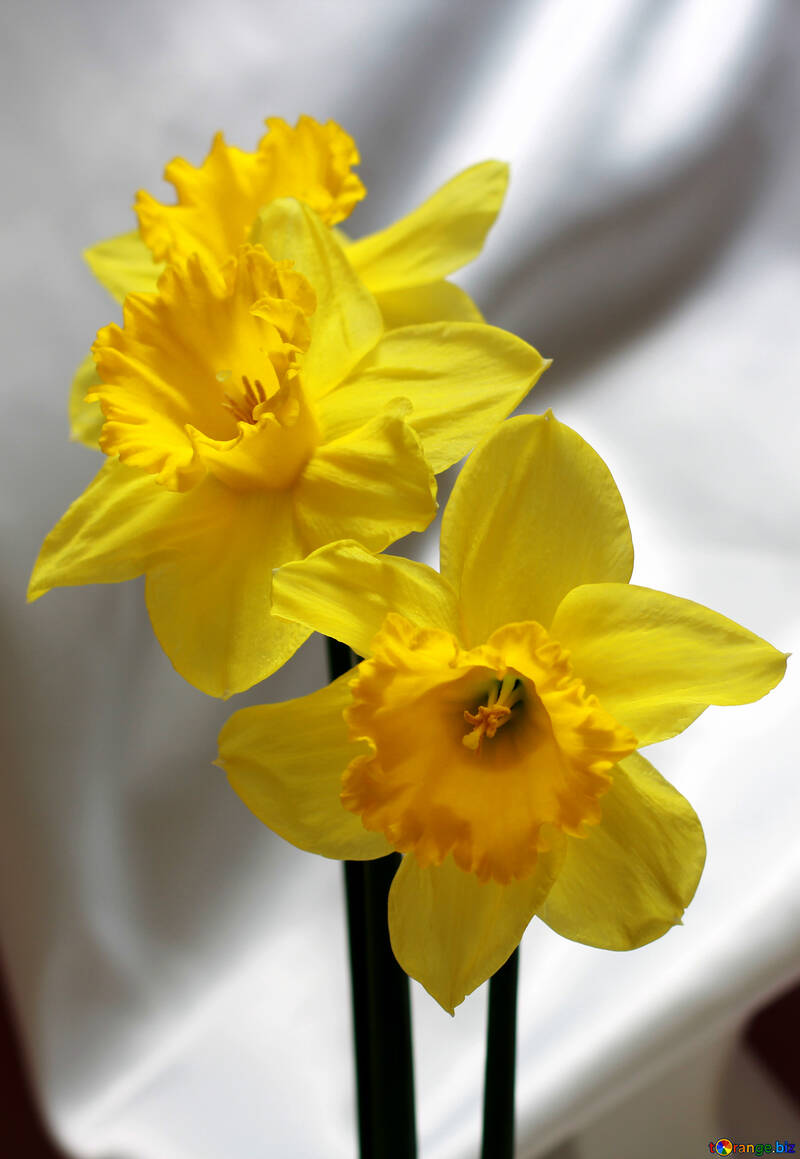 Daffodils №30898