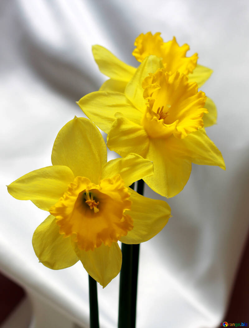Daffodils №30899