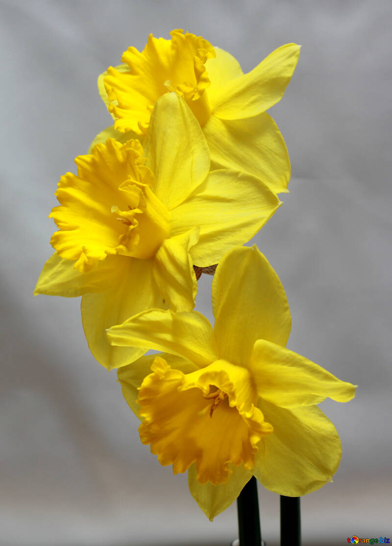 Daffodils №30900