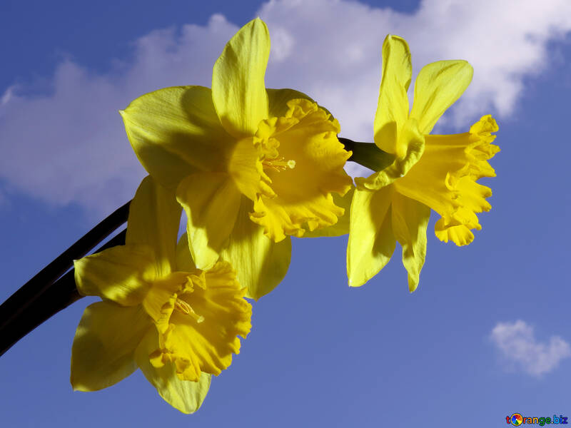 Daffodils on the nature №30960