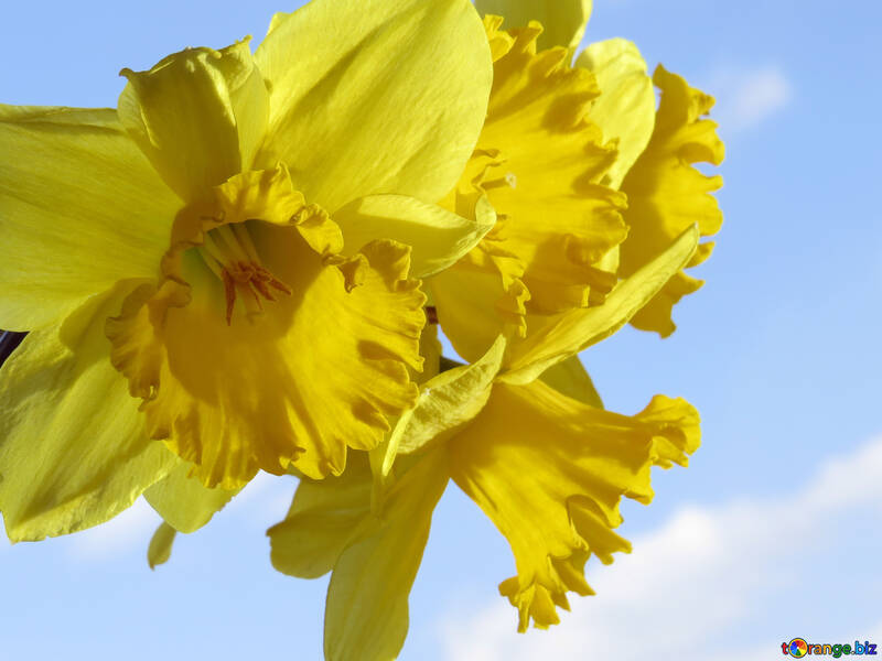 Yellow daffodils №30914