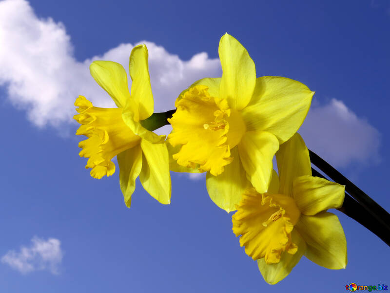 Narcisos amarillos en cielo azul №30959