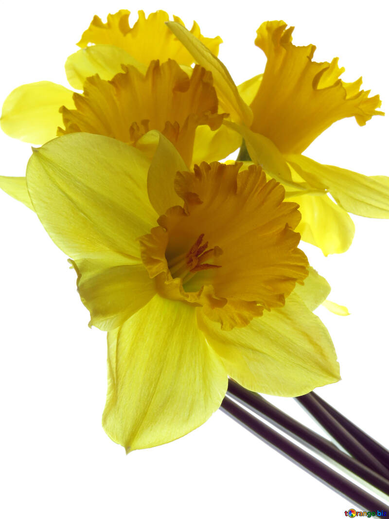 Yellow daffodils on white background №30917