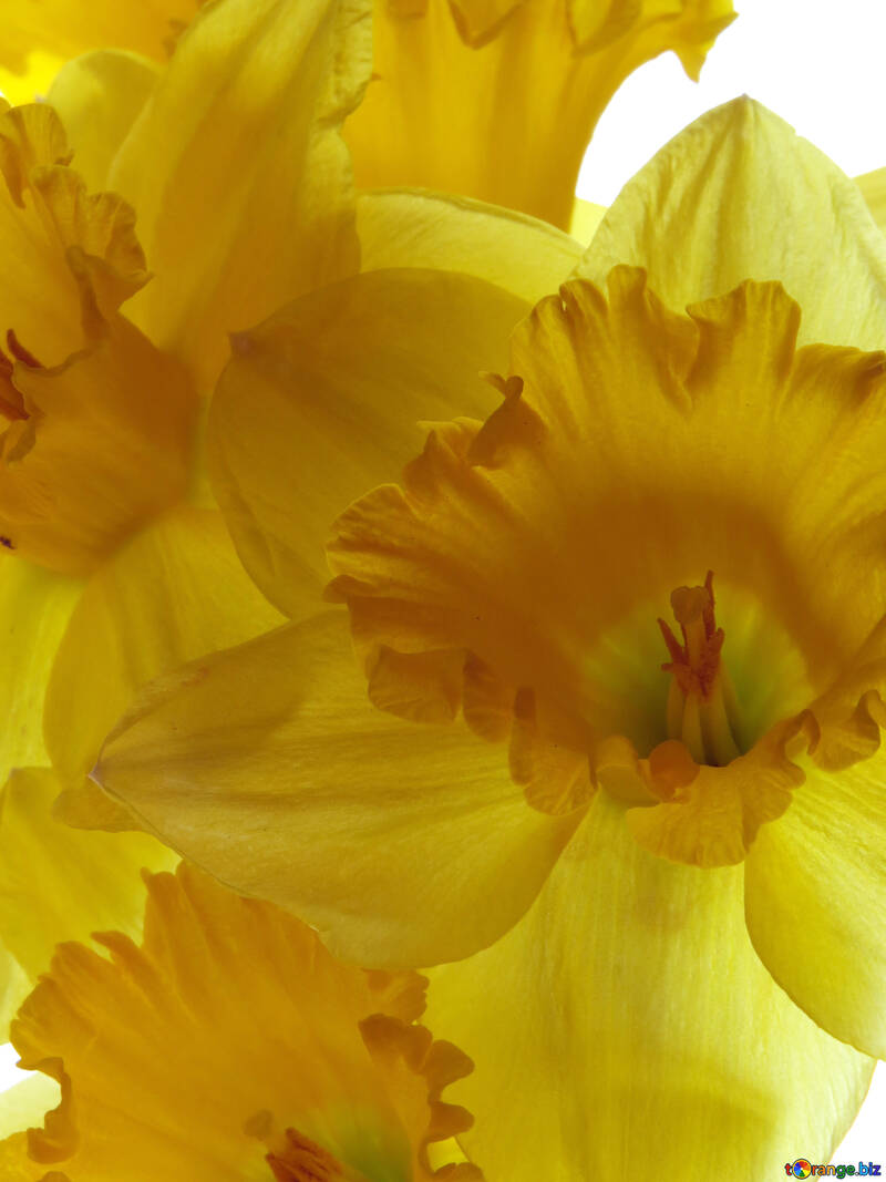 Blooming daffodils №30923