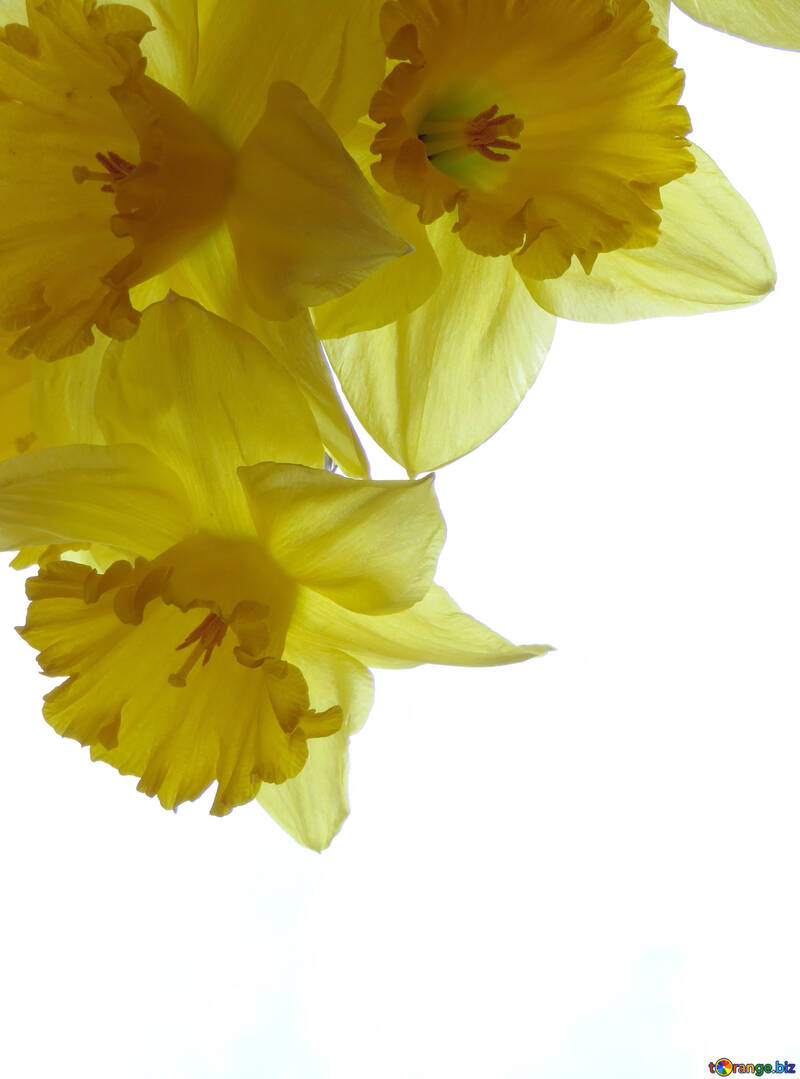 Postcard with daffodils №30942