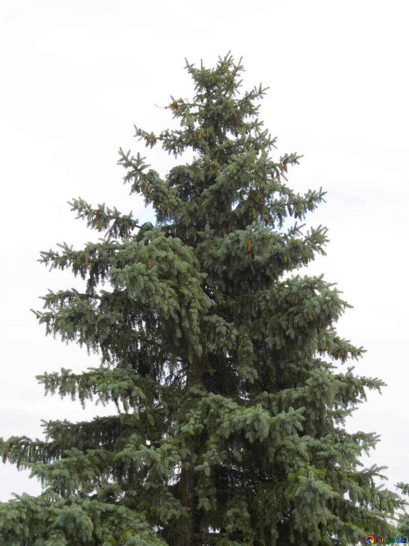 白い背景の上の大きな木 №30743