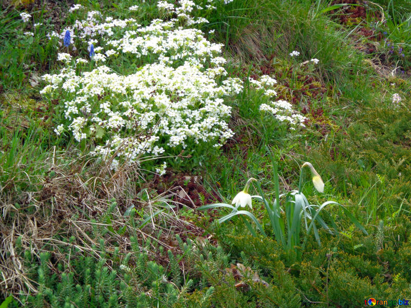 Білі квіти на квітковій клумбі №30369