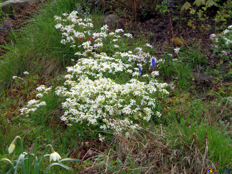 白い春の花 №30370