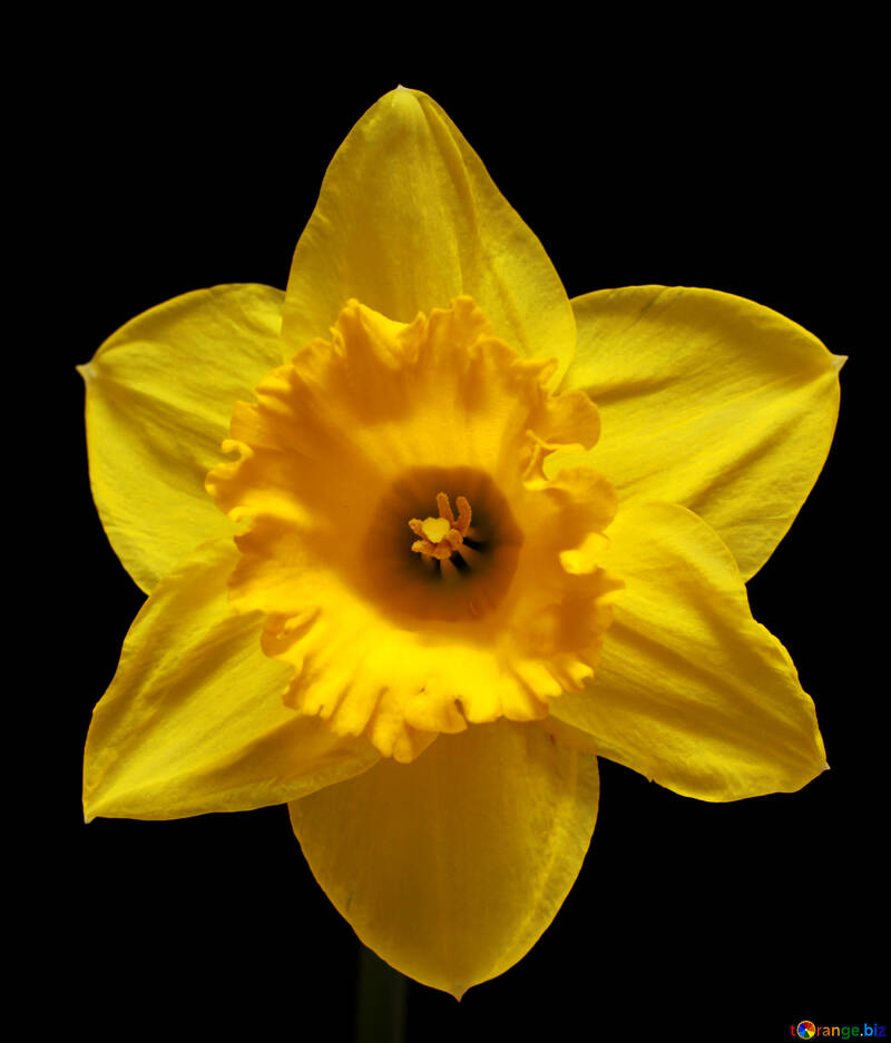 Daffodil isolated on dark background №30905