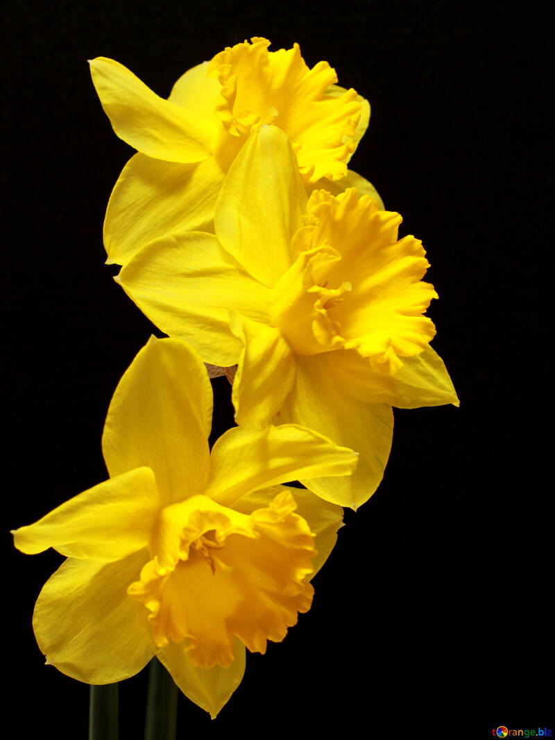 Daffodils isolated №30903