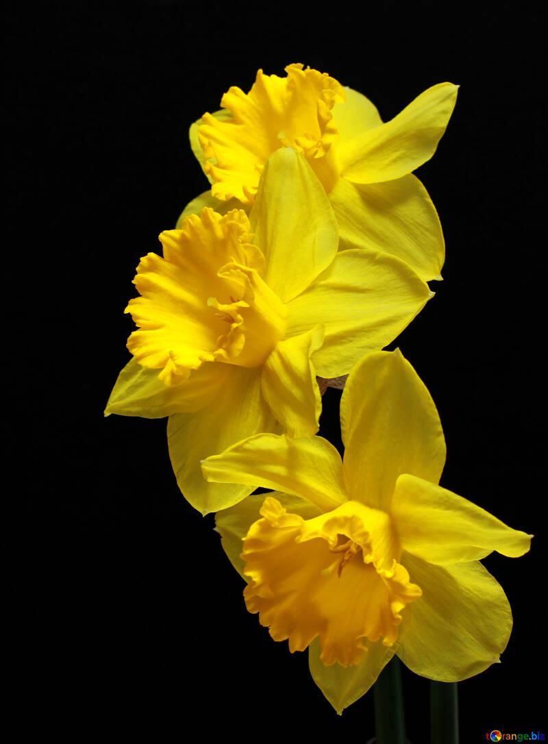 Daffodils on dark background isolated №30902