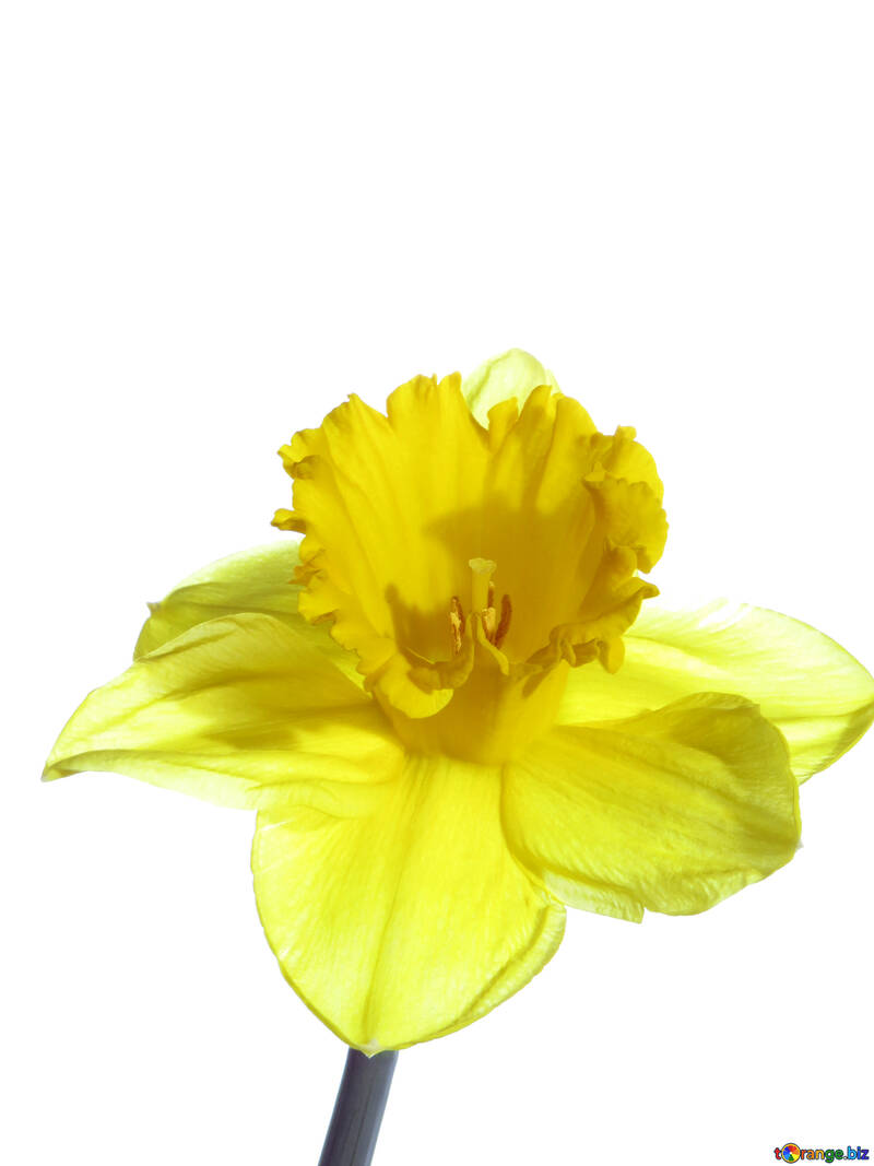 Narcissus isoliert №30949