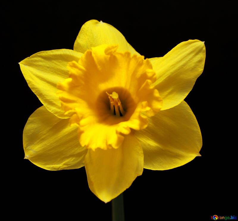 Fleur du narcisse sur fond sombre dans l`isolement №30906