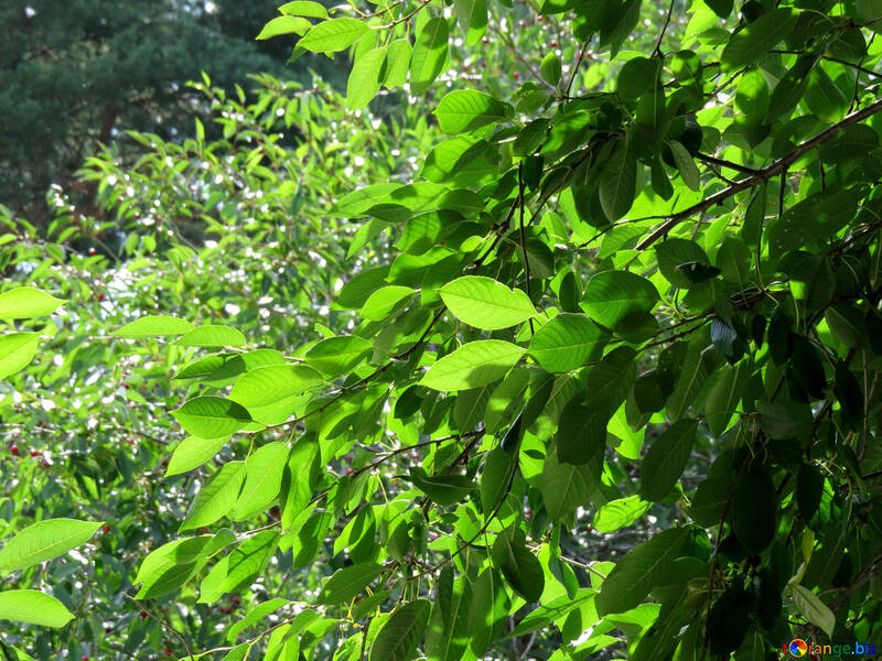 Le foglie di ciliegio №30878